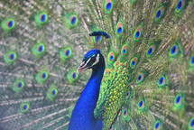 adult male peacock 