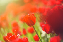 red Colorful tulip field, summer flowerwith green leaf with blurred flower as background