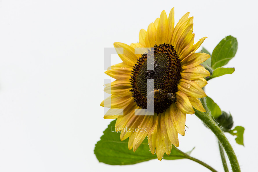 sunflower against a white background 