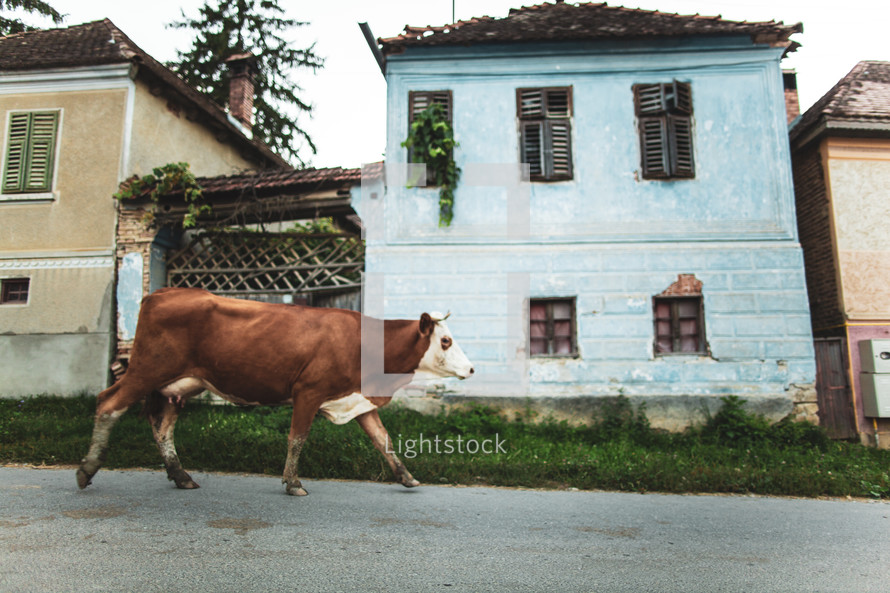 cow roaming a street 
