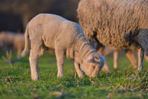lambs and sheep in a pasture 