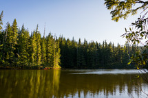 green pine trees along a lake shore 