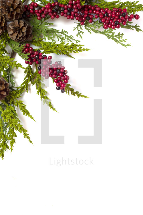pine and red berries on a white background 