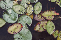 Lily pads floating in a lake.