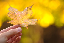 Hand holding an autumn leaf.