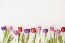 colorful tulips on a white background.