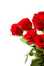 red roses on a white background 
