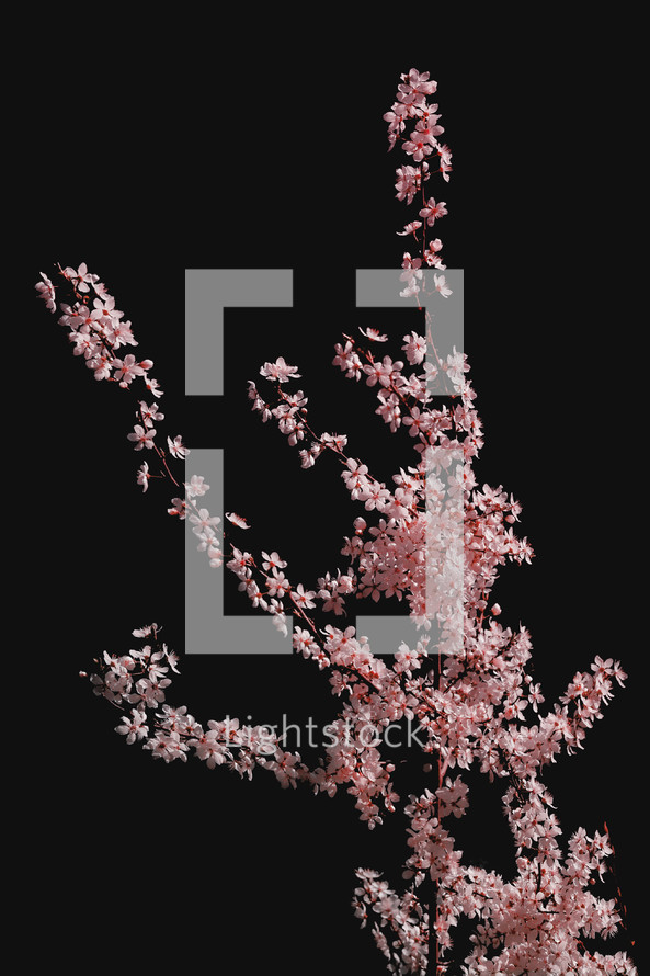 Pink Cherry Blossoms. Beautiful Spring Tree with Black Bacground