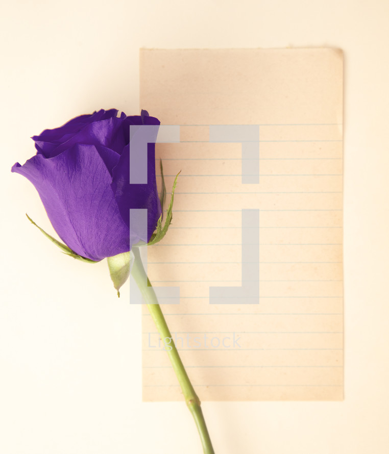 purple rose and blank paper 