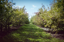 rows of apple trees in an apple orchard 