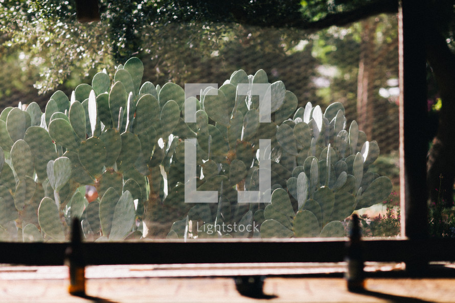 prickly pear cactuses and a screen 