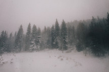 fog and snow in an evergreen forest 