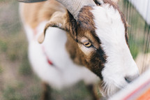goat face 