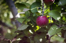 an apple hanging from a tree 