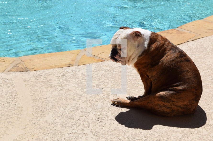 a bulldog sunning by the pool 