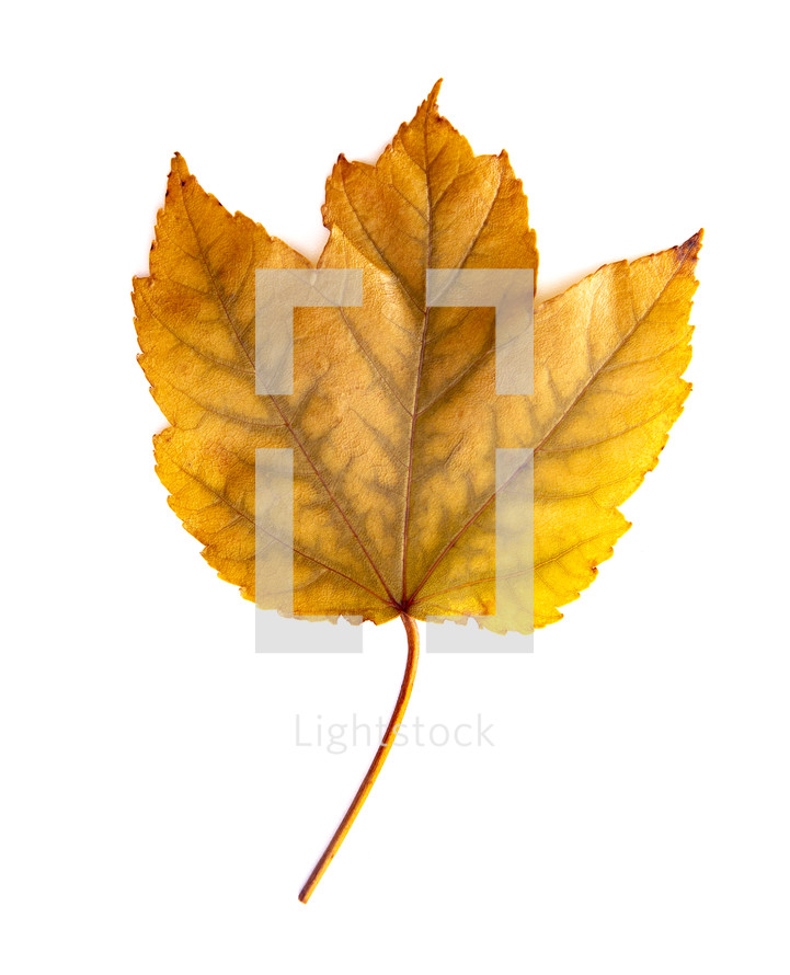 yellow maple leaf 