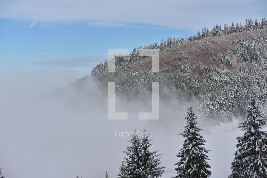 Fir trees full of snow on cold winter in mountain landscape and fog 
