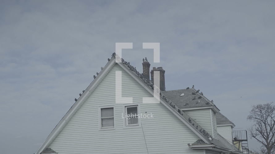 birds on the roof of a house 