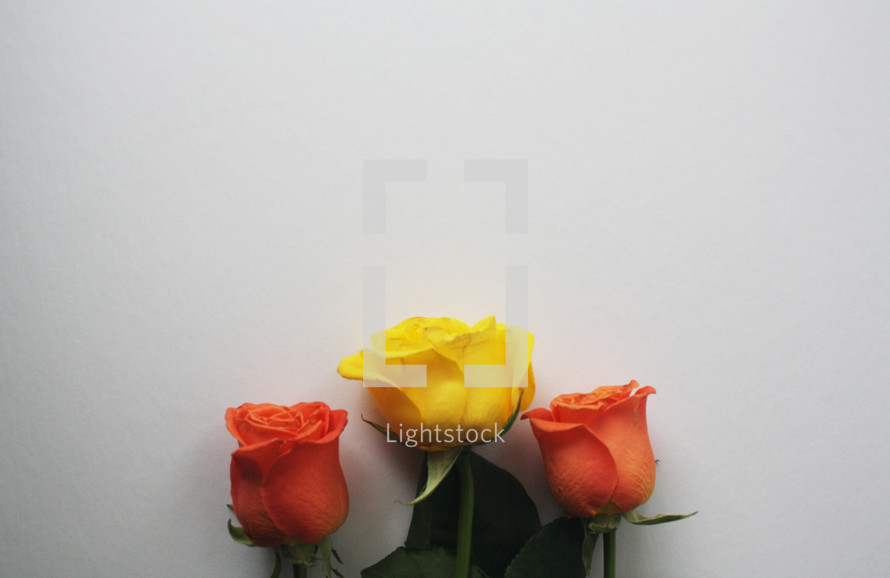 roses on a white background 