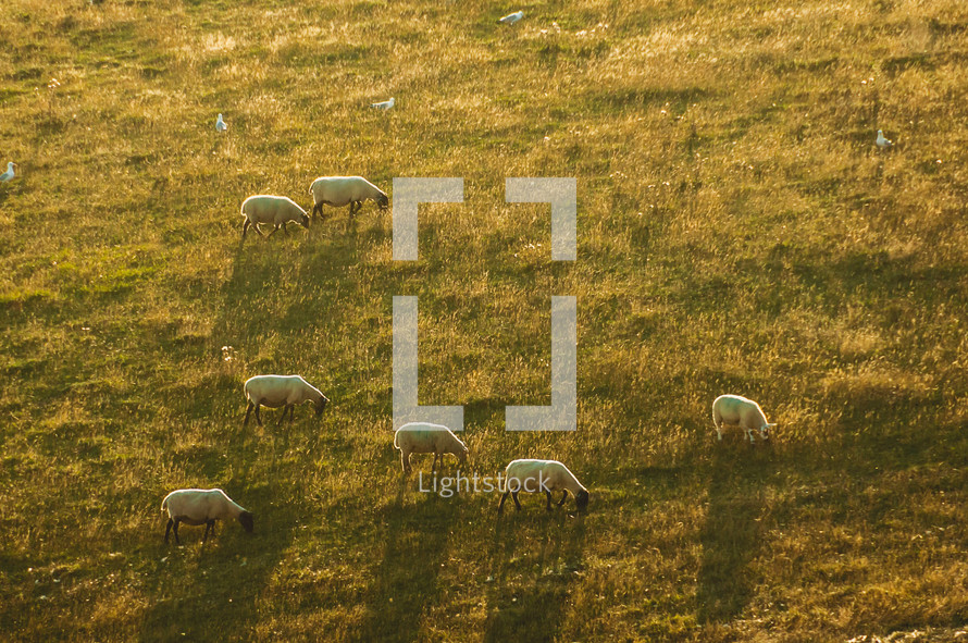 aerial view over grazing sheep 