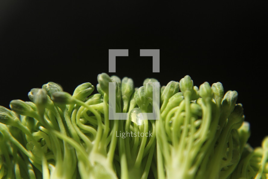 broccoli closeup 