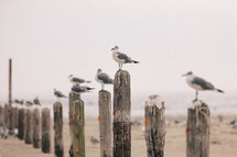 seagulls perched on posts 