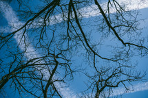 bare tree branches and blue sky 