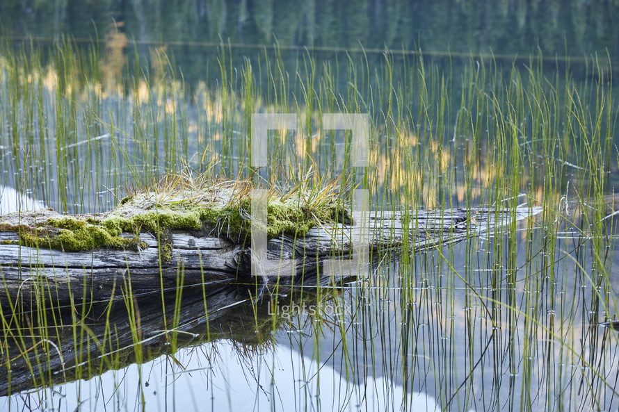 Moss growing on dead tree in mountain lake with grass