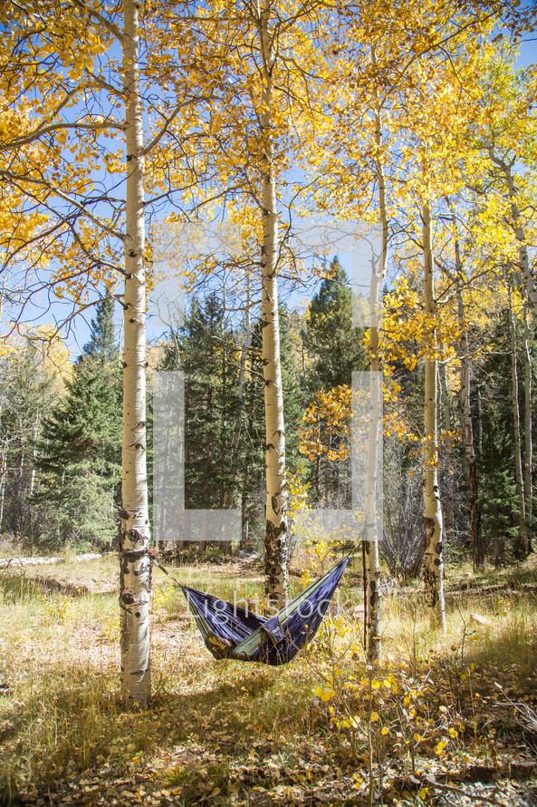 hammock between trees 