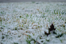 snow on a lawn 