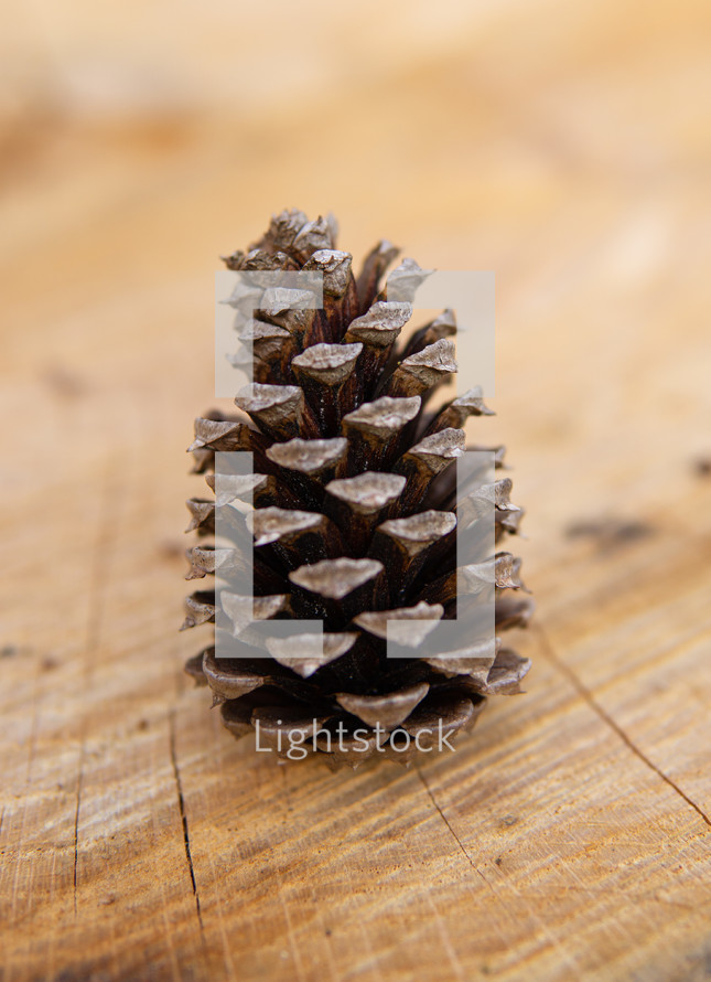 pine cone on wood 