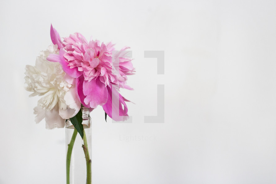 pink and white flowers in a vase on a white background 