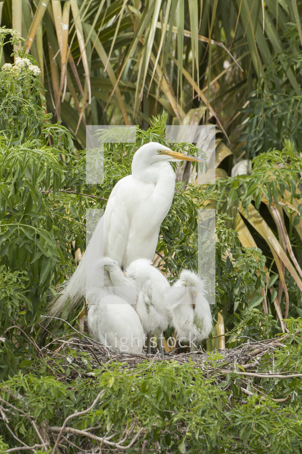 Mother stork with babies in the bushes.
