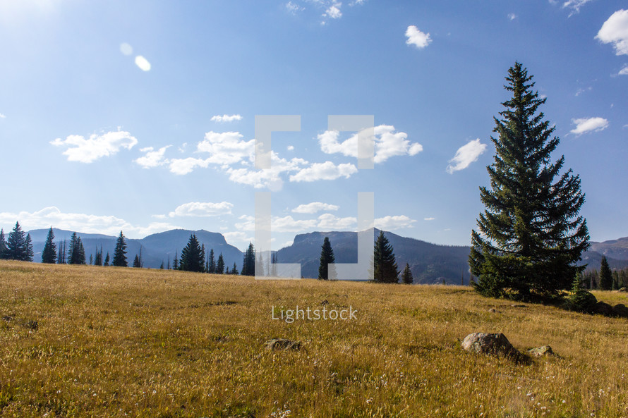 field, mountain, and forest 