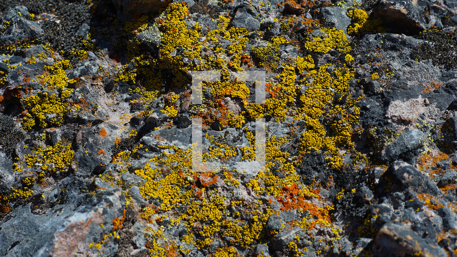 moss on rocks 