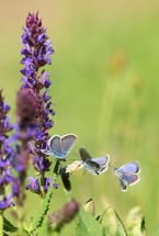 Closeup Adonis Blue butterfly on field