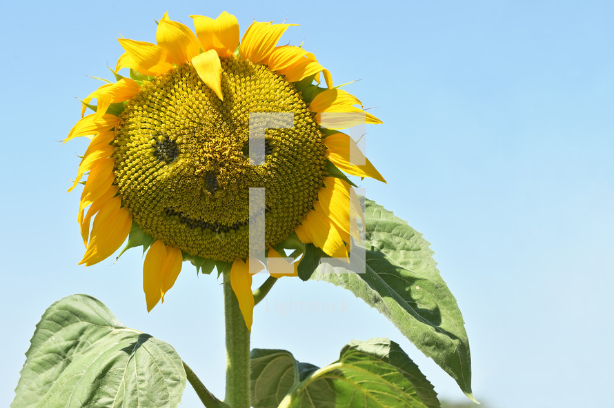 smiling sunflower 