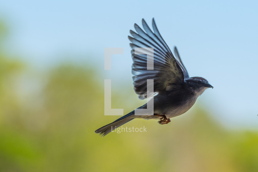 Sparrow in flight approaching a feeder