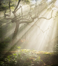 sunbeams radiating through trees into a forest 