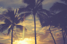 Palm trees at sunrise 