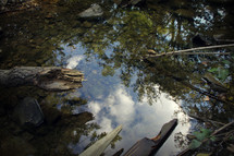 reflection of trees in a puddle in a forest 