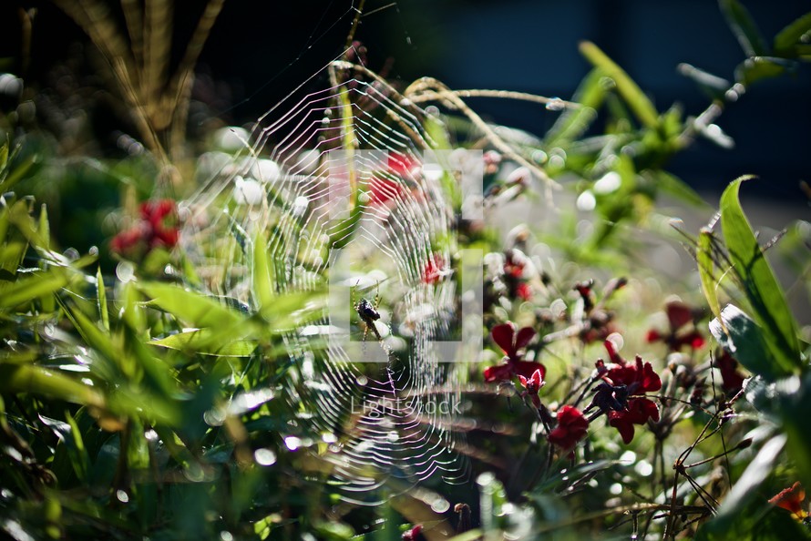 spider web in a garden 