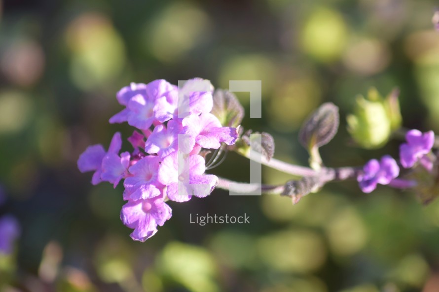 violet lantana flowers 