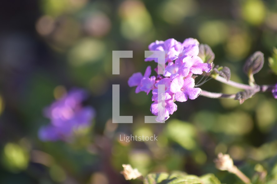 purple lantana flowers 