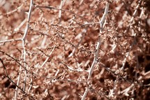sharp jagged thorns on tumble weed background 
