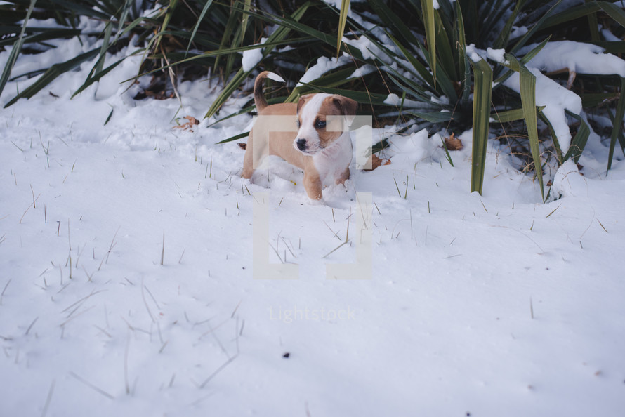 a puppy in snow 