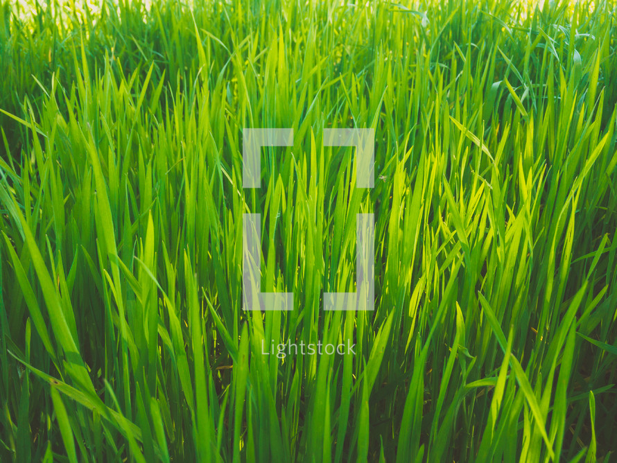 tall green grass 