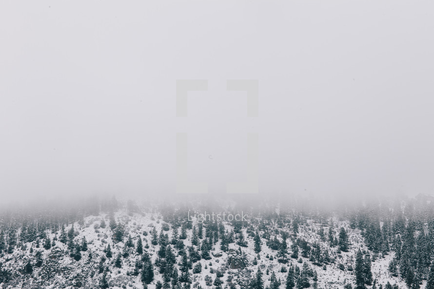 fog over a snow covered forest 