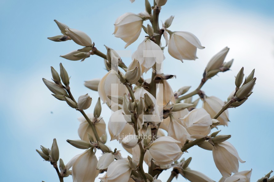 white blossoms on a yucca plant 