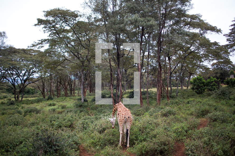 giraffe in Africa 